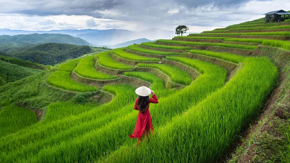 Enchanting Rice Terraces