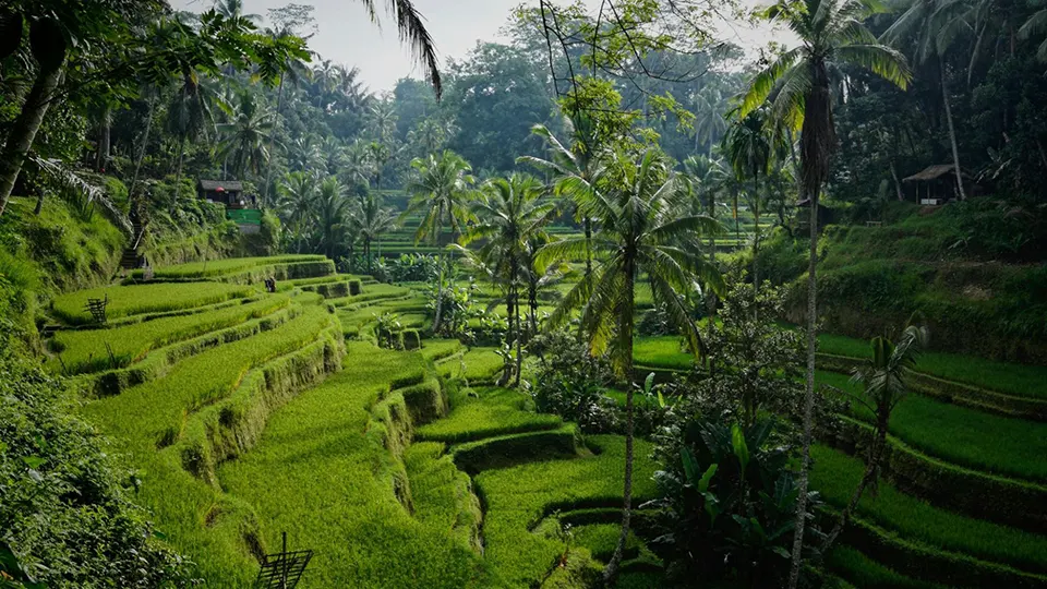 Tegalalang Rice Terraces