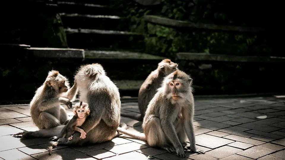 Ubud Monkey Forest
