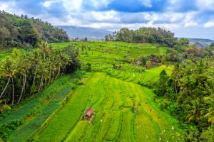 Ubud Ricefield Terrace 