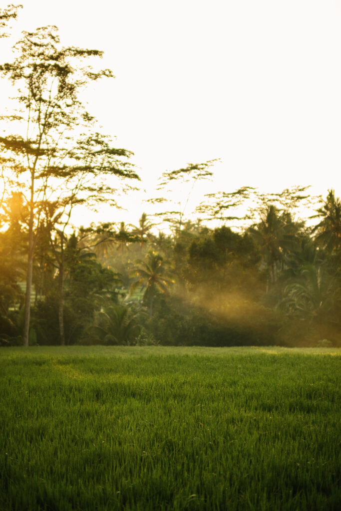 bali rice field sunrise tibumana waterfall golden light morning atmosphere ubud