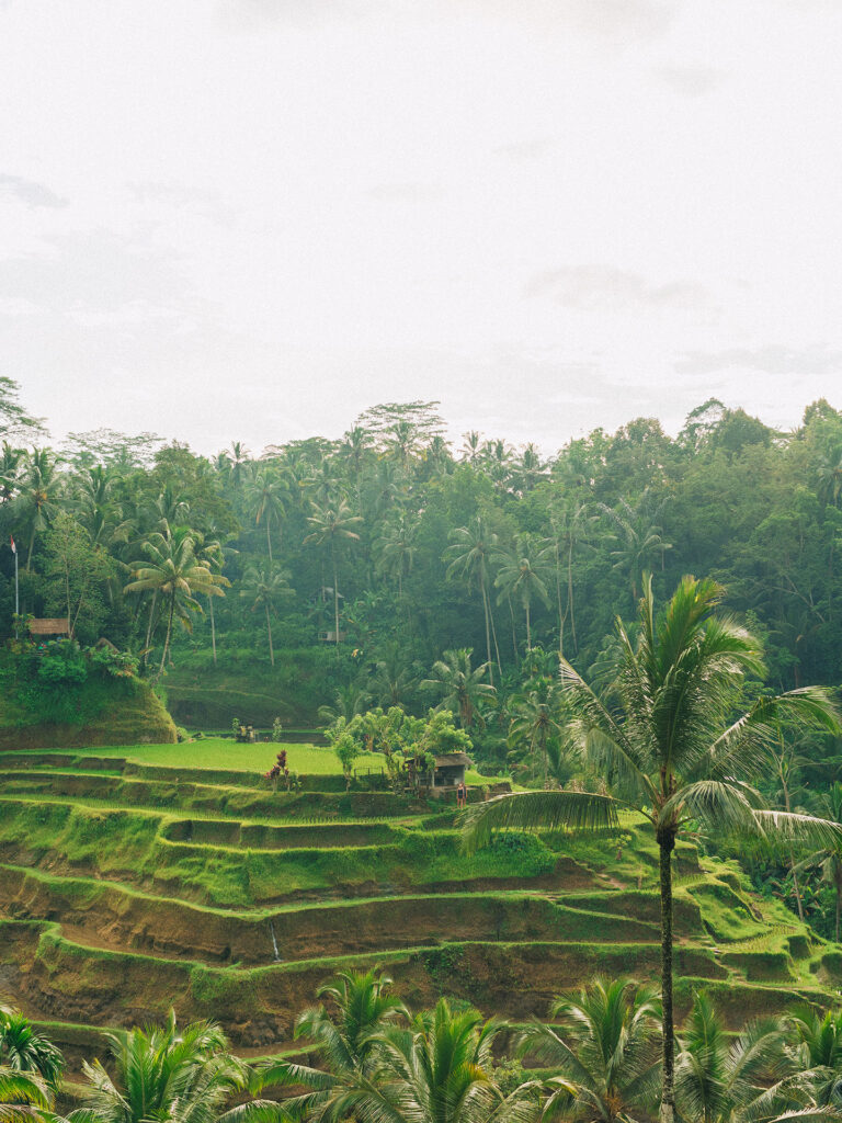 Ubud couple photoshoot Bali Tegalalang rice terrace green lush jungle