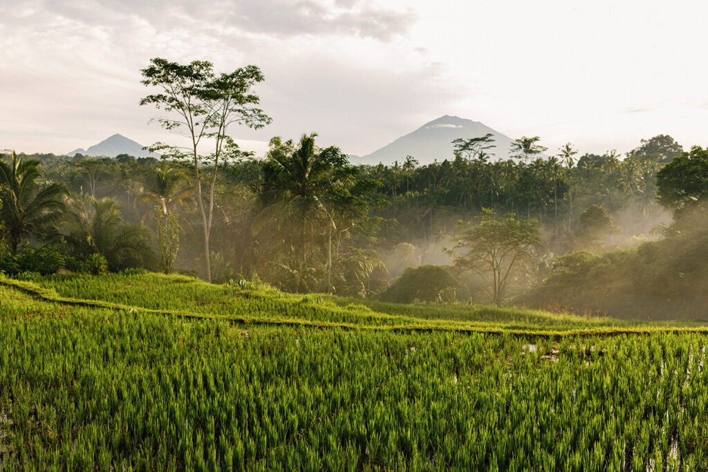Ubud couple photoshoot Bali rice field morning mist mountain view