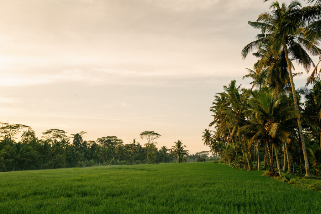 bali rice field morning light tropical landscape fresh atmosphere
